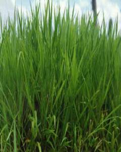Brachiaria ruziziensis (Ruzi grass or Congo signal)